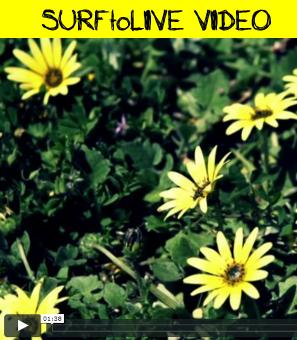 SURFtoLIVE video